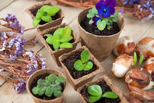 Nature turfpotjes h6xø6cm 24x4st - afbeelding 4