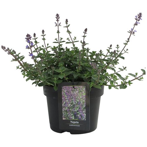 Nepeta faasenii, in 23cm-pot