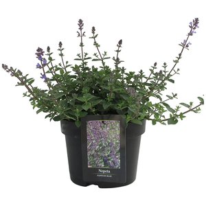 Nepeta faasenii, in 23cm-pot