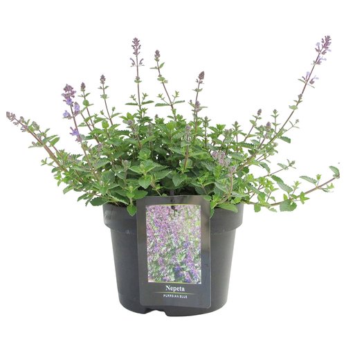 Nepeta Purssian Blue, in 17cm-pot