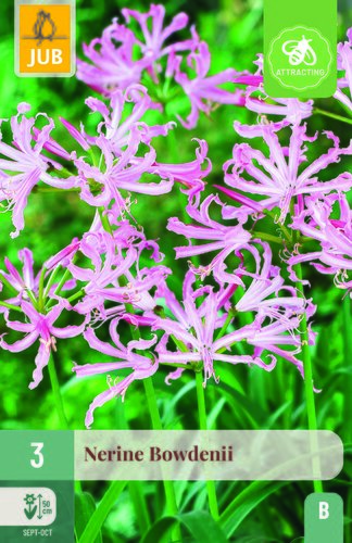 Nerine bowdenii 3st