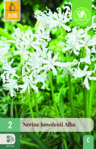 Nerine bowdenii alba 2st