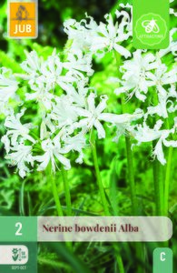 Nerine bowdenii alba 2st