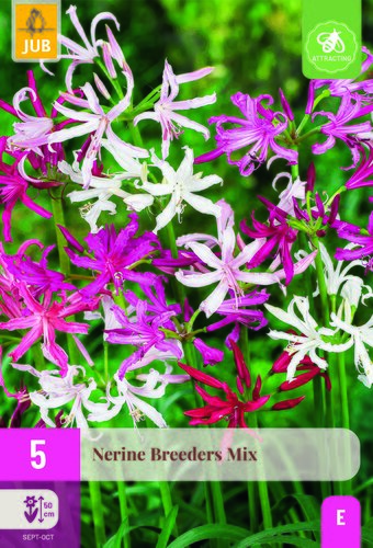 Nerine breeders mix 5st