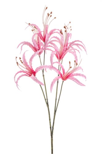 Nerine Tak Zijde - 55cm Roze