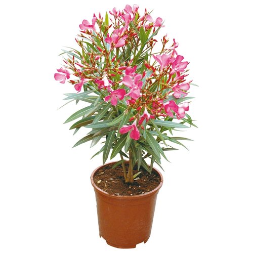 Nerium Oleander, in 21cm-pot