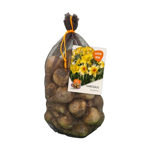 Netlon - Narcissus Yellow mix per 40