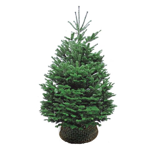 Nordmann kerstboom gezaagd van 160 - 240 cm
