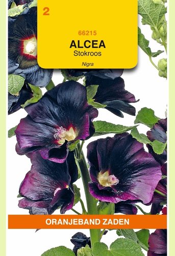 OBZ Althaea (Alcaea), Stokroos Nigra - afbeelding 1