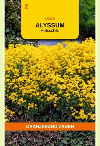 OBZ Alyssum, Rotsschild - afbeelding 1