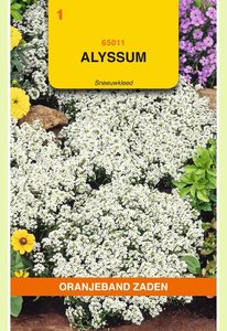 OBZ Alyssum Sneeuwkleed - afbeelding 1