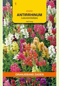 OBZ Antirrhinum, Leeuwenbekje, half-hoog gemengd - afbeelding 1