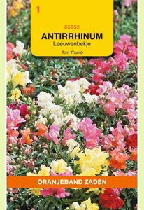 OBZ Antirrhinum, Leeuwenbekje Tom Thumb - afbeelding 1