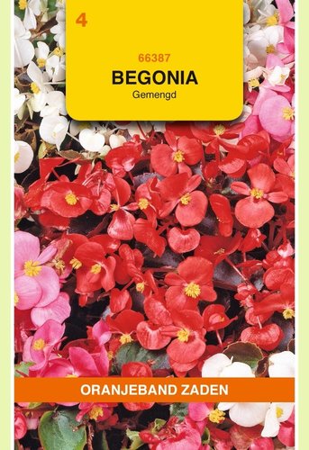 OBZ Begonia gemengd - afbeelding 1