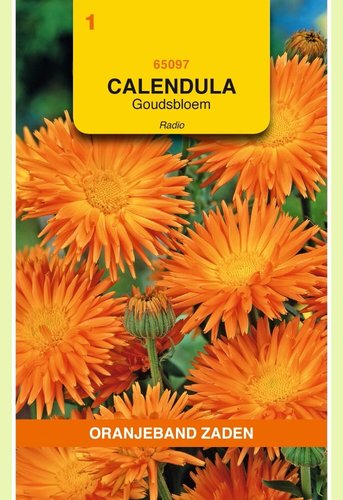 OBZ Calendula, Goudsbloem Radio - afbeelding 1