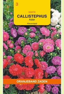 OBZ Callistephus, Aster Kleurentapijt gemengd - afbeelding 1