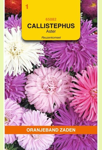 OBZ Callistephus, Aster Reuzenkomeet gemengd - afbeelding 1