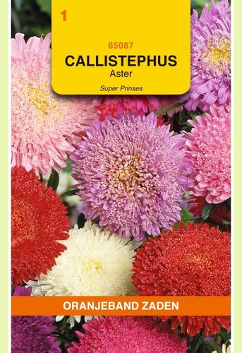 OBZ Callistephus, Aster Super Prinses gemengd - afbeelding 1