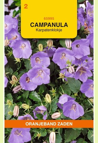 OBZ Campanula, Karpatenklokje - afbeelding 1