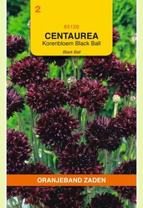 OBZ Centaurea, Korenbloem Black Ball - afbeelding 1