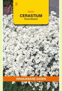 OBZ Cerastium, Hoornbloem, wit - afbeelding 1
