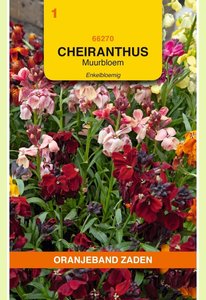 OBZ Cheiranthus, Muurbloem enkelbloemig gemengd - afbeelding 1