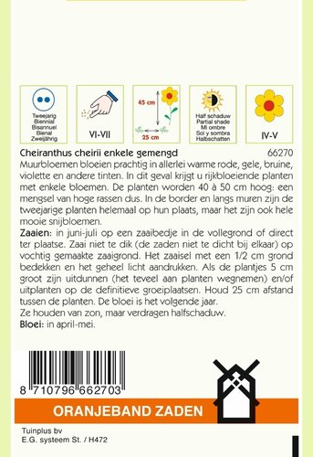 OBZ Cheiranthus, Muurbloem enkelbloemig gemengd - afbeelding 2