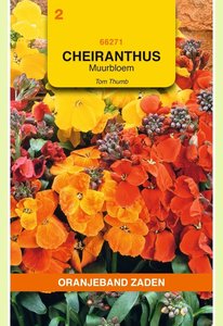 OBZ Cheiranthus, Muurbloem Tom Thumb gemengd - afbeelding 1