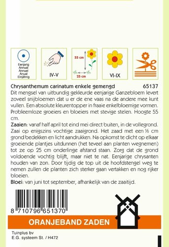 OBZ Chrysanthemum, Ganzenbloem gemengd - afbeelding 2