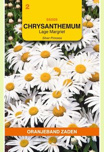 OBZ Chrysanthemum, Lage Margriet Silver Princess - afbeelding 1