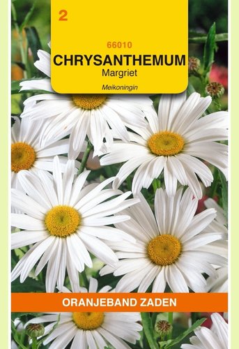 OBZ Chrysanthemum, Margriet Meikoningin - afbeelding 1