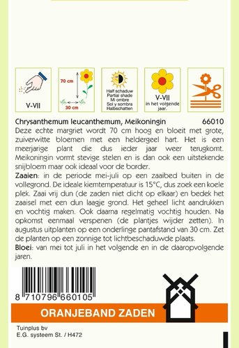 OBZ Chrysanthemum, Margriet Meikoningin - afbeelding 2