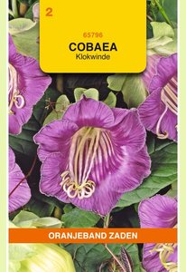OBZ Cobaea, Klokwinde Violet - afbeelding 1
