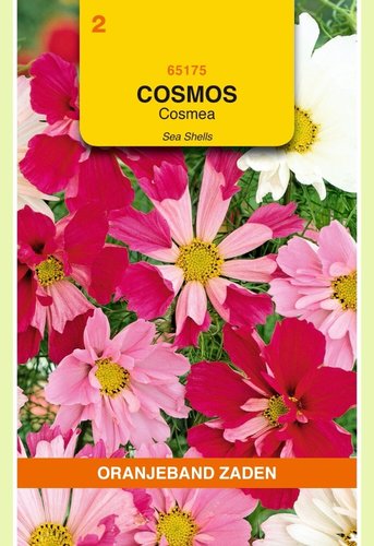 OBZ Cosmos, Cosmea Sea Shells gemengd - afbeelding 1