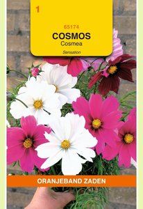OBZ Cosmos, Cosmea Sensation gemengd - afbeelding 1