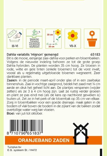 OBZ Dahlia, Mignon gemengd - afbeelding 2