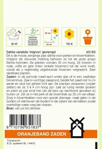 OBZ Dahlia, Mignon gemengd - afbeelding 2