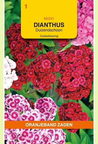 OBZ Dianthus, Duizendschoon dubbelbloemig gemengd - afbeelding 1