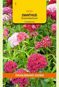 OBZ Dianthus, Duizendschoon enkelbloemig gemengd - afbeelding 1
