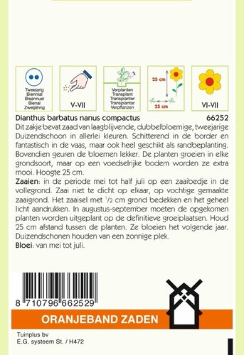 OBZ Dianthus, Duizendschoon gemengd laag - afbeelding 2