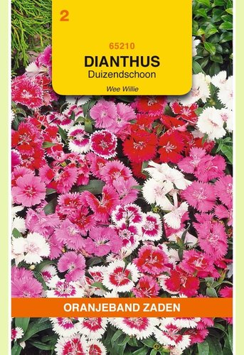 OBZ Dianthus, Duizendschoon Wee Willie gemengd - afbeelding 1