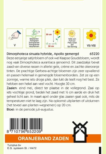 OBZ Dimorphoteca, Satijnbloem Apollo - afbeelding 2