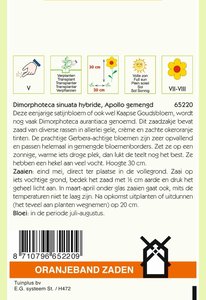 OBZ Dimorphoteca, Satijnbloem Apollo - afbeelding 2