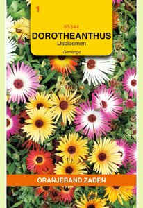 OBZ Dorotheanthus, IJsbloemen gemengd - afbeelding 1