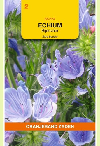 OBZ Echium, Bijenvoer Blue Bedder - afbeelding 1