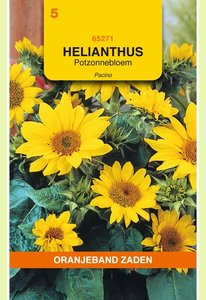 OBZ Helianthus, Potzonnebloem Pacino - afbeelding 1