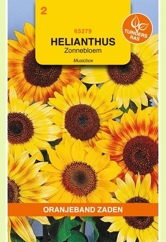 OBZ Helianthus, Zonnebloem Musicbox gemengd - afbeelding 1