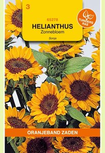 OBZ Helianthus, Zonnebloem Sonja - afbeelding 1