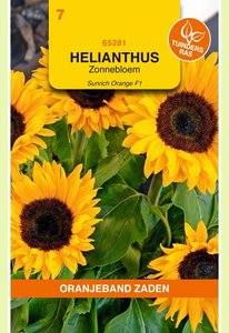 OBZ Helianthus, Zonnebloem Sunrich Orange F1 - afbeelding 1