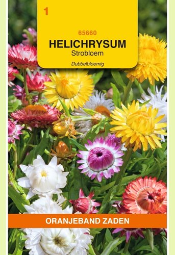 OBZ Helichrysum, Strobloem dubbelbloemig gemengd - afbeelding 1